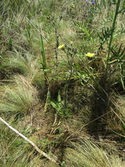 Potentilla recta pilosa