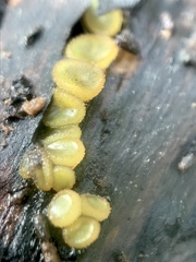 Ascobolus crenulatus