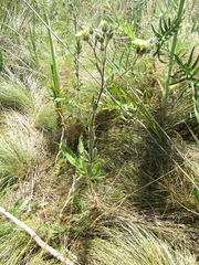 Potentilla recta pilosa