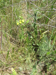 Potentilla recta pilosa