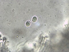 Agaricomycotina