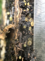 Ascobolus crenulatus