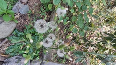 Asteraceae