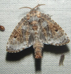 Salagena obsolescens