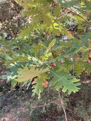 Quercus frainetto