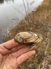 Pyganodon lacustris