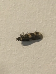 Oegoconia novimundi