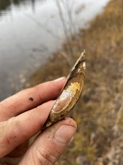 Pyganodon lacustris