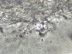 Agaricomycotina