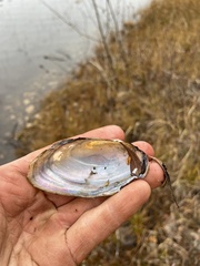 Pyganodon lacustris