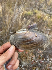 Pyganodon lacustris