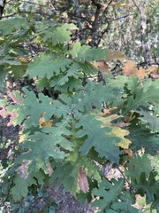 Quercus frainetto