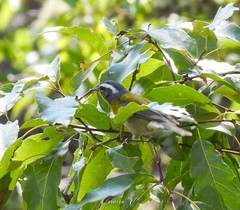 Oreothlypis superciliosa