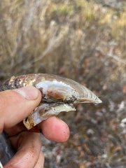 Pyganodon lacustris
