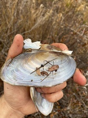 Pyganodon lacustris