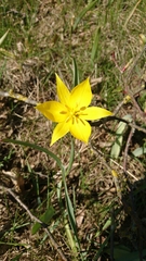 Tulipa sylvestris