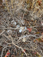 Pyganodon lacustris