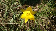 Tulipa sylvestris
