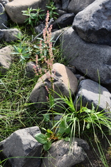 Rumex acetosa pseudoxyria