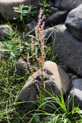 Rumex acetosa pseudoxyria