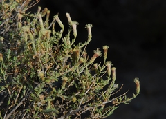 Brickellia frutescens
