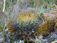 Matucana aurantiaca