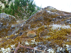 Matucana aurantiaca