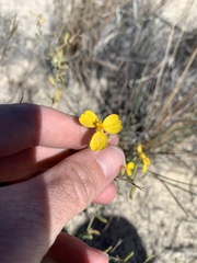 Psilostrophe tagetina