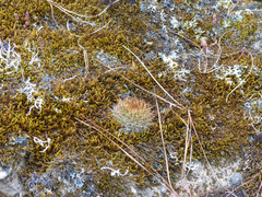 Matucana aurantiaca