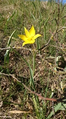 Tulipa sylvestris