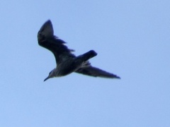 Larus argentatus