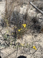 Psilostrophe tagetina