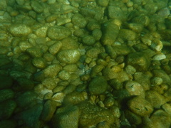 Abudefduf troschelii