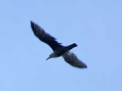 Larus argentatus