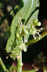 Muehlenbeckia australis