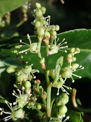 Muehlenbeckia australis