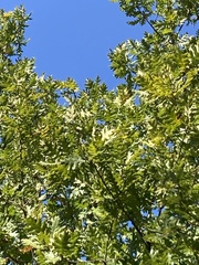 Quercus frainetto