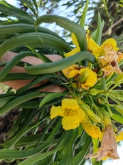Astianthus viminalis
