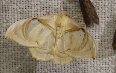 Macrauzata fenestraria