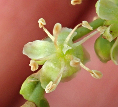 Muehlenbeckia australis