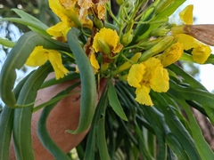 Astianthus viminalis