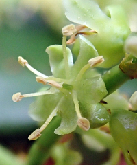 Muehlenbeckia australis
