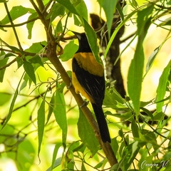 Icterus graduacauda