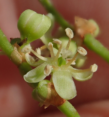 Muehlenbeckia australis