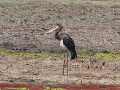 Ephippiorhynchus senegalensis
