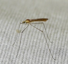 Gonomyia