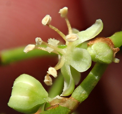 Muehlenbeckia australis