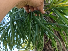 Astianthus viminalis