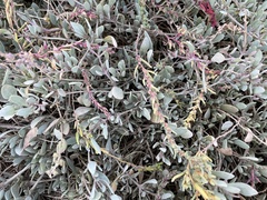 Atriplex portulacoides