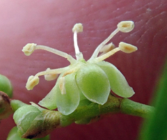 Muehlenbeckia australis